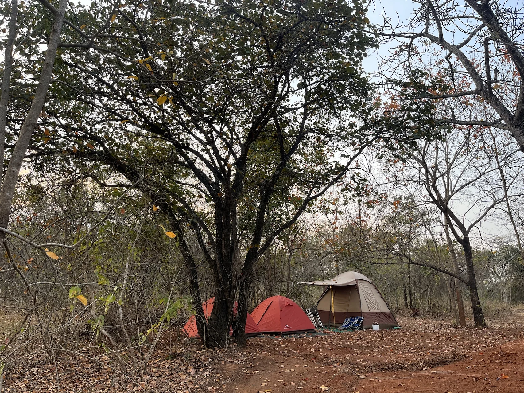 Lush mango and litchi orchard trees at Domus Tempus farm retreat